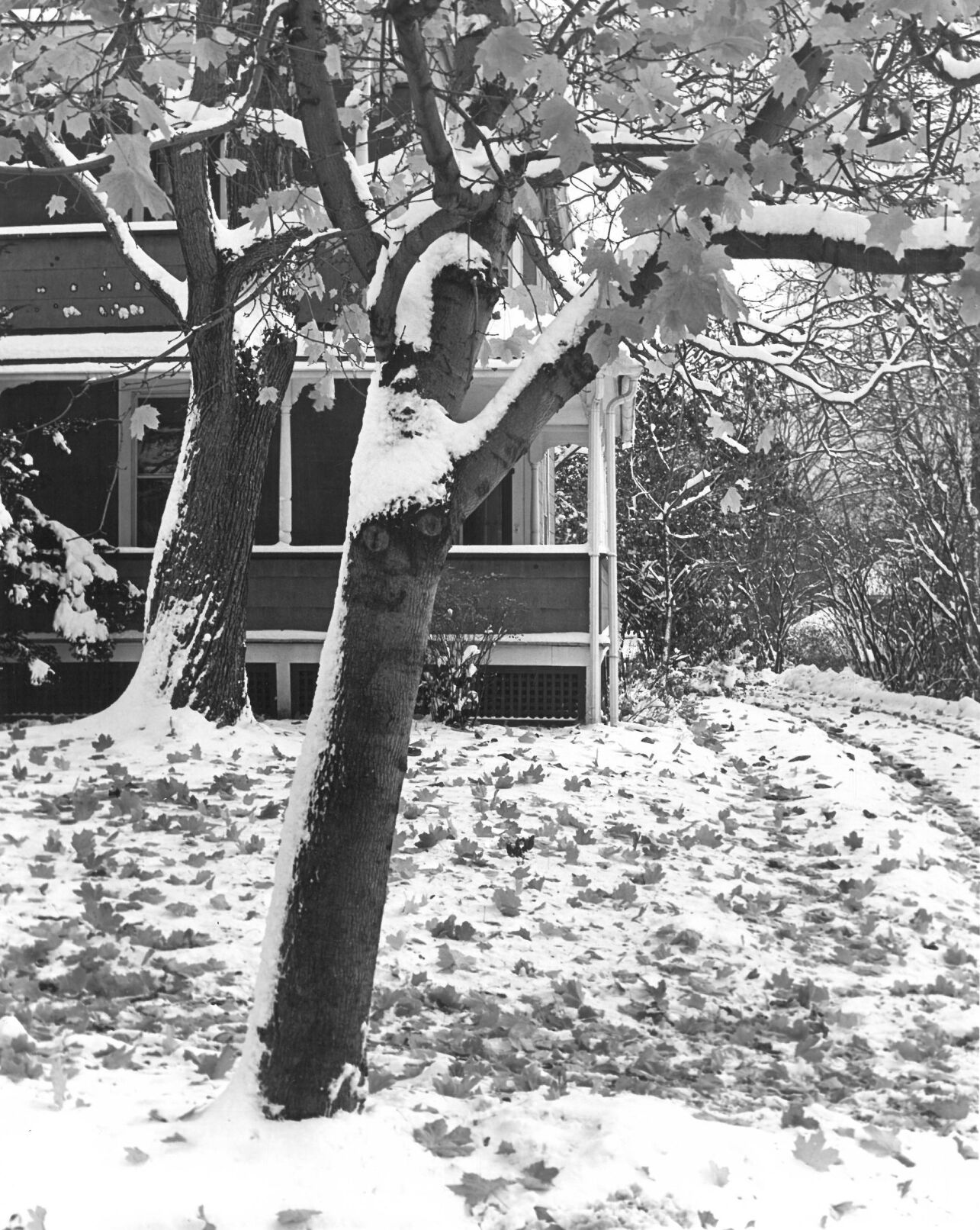 Early snow